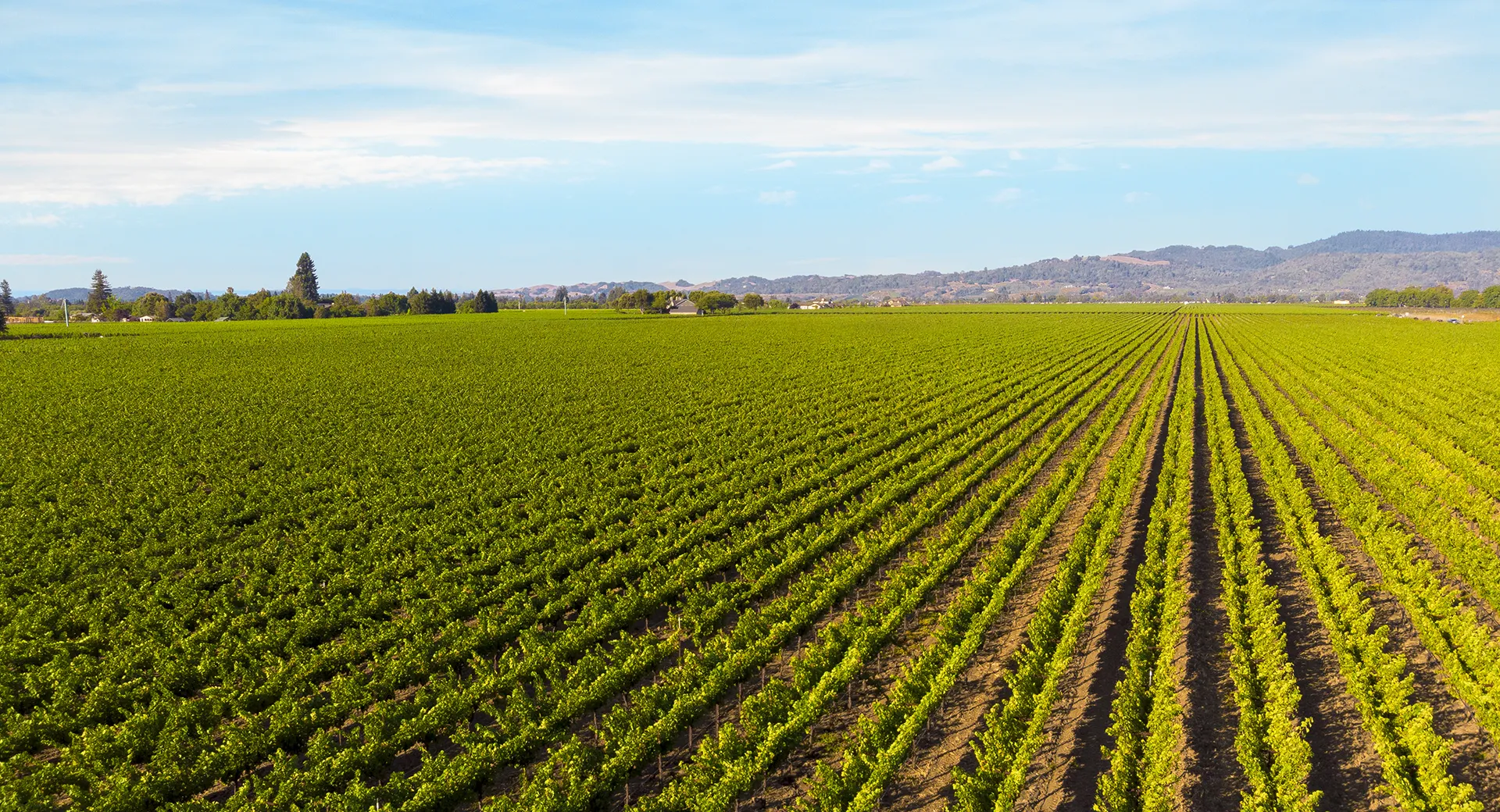 Aerial view of Denner Vineyards.
