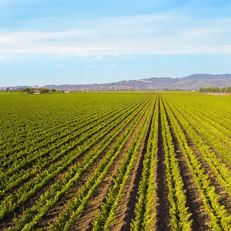 Aerial view of Denner Vineyards (mobile).