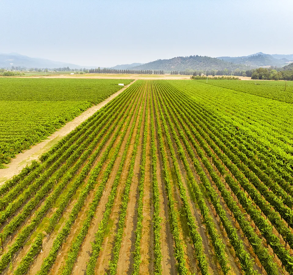 Threadcount wines vineyards.