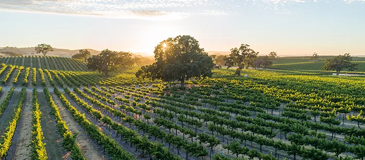 Copper Cane, Threadcount Vineyards in Lodi, California.
