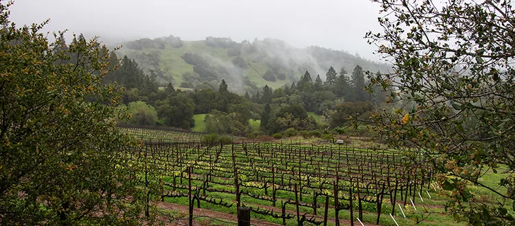 Copper Cane, Threadcount vineyards in Mendocino.