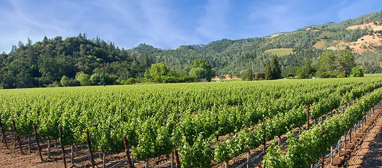 Copper Cane, Threadcount Vineyards in Napa Valley.